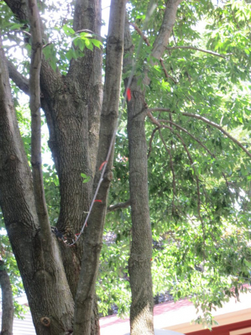 Antenna through the tree